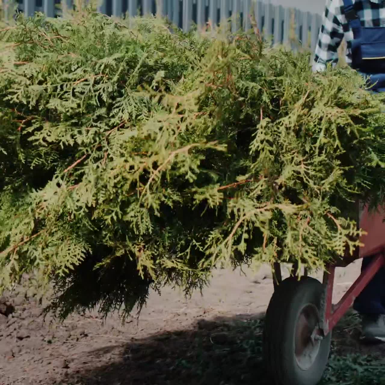 한 남자가 묘목을 실은 수레를 굴린다 1