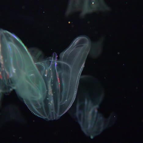 Fascinating-electric-jellyfish-underwater