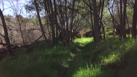 walking-through-the-forest