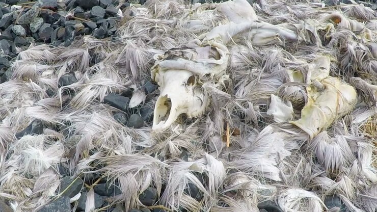 La pelliccia, il cranio e i resti di un cervo morto rinvenuti nella natura selvaggia dell'Alaska.