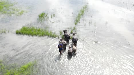 Farmer-herding-cattle-in-water-at-a-flooded-paddy-field