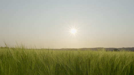 Junge-Reifende-Gerste-Wiegt-Sich-Stark-Im-Wind,-Beleuchtet-Von-Der-Untergehenden-Sonne