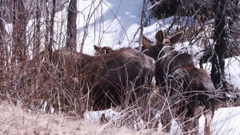 two boreal yearling moose calves eat tasty spring willows in snow