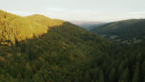 aerial flyover above forested hillside in early autumn