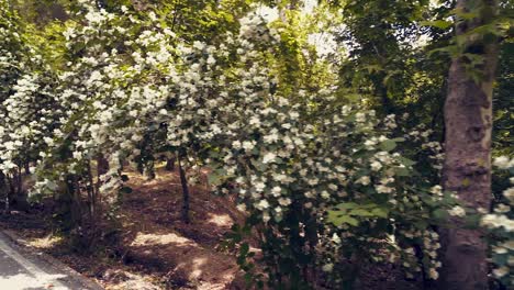 beautiful gardens in tehran, sadabad complex