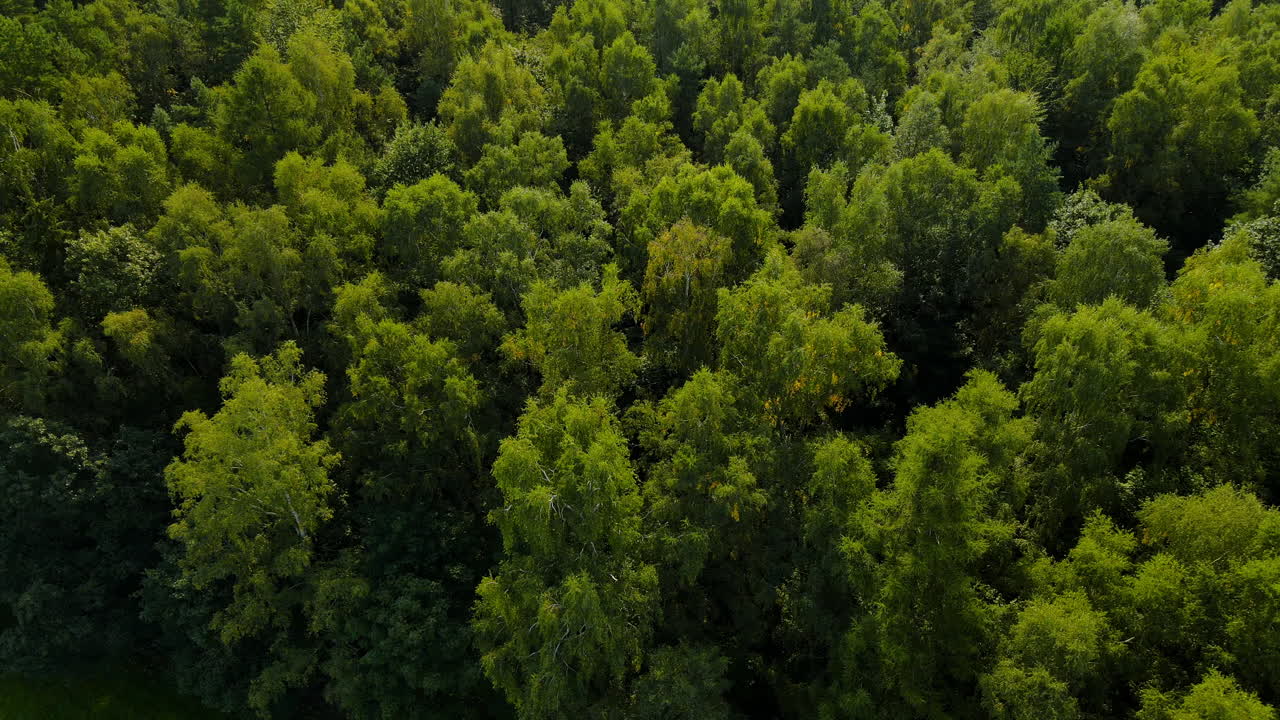 árboles verdes y frescos densos en el bosque de witomino en polonia - tiro aéreo inclinado hacia arriba