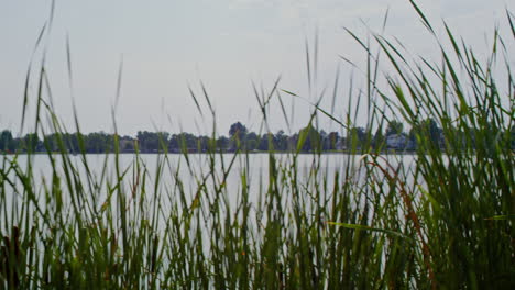 Tiro-De-Seguimiento-De-Hierba-Alta-Cerca-De-Un-Lago