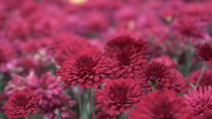 Primer plano de una hermosa flor roja durante el otoño.
