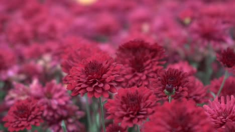 Close-up-of-beautiful-red-flower-during-autumn