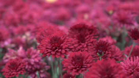 primer plano de una hermosa flor roja durante el otoño