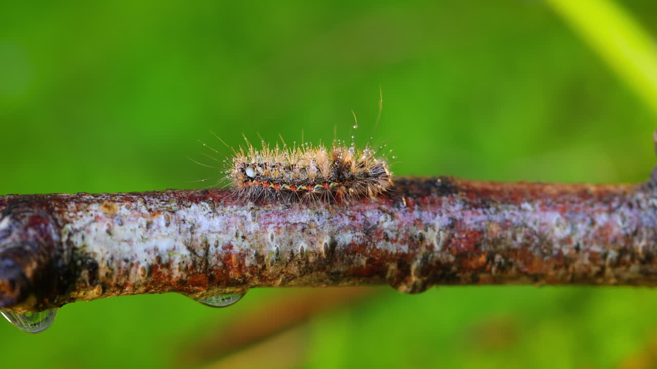 Yellow tail moth (Euproctis similis) caterpillar, goldtail or swan moth (Sphrageidus similis) is a caterpillar of the family Erebidae. Caterpillar crawls along a tree branch on a green background.