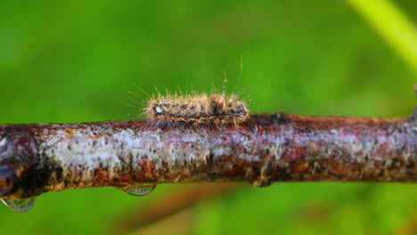 Yellow-tail-moth-(Euproctis-similis)-caterpillar,-goldtail-or-swan-moth-(Sphrageidus-similis)-is-a-caterpillar-of-the-family-Erebidae.-Caterpillar-crawls-along-a-tree-branch-on-a-green-background.