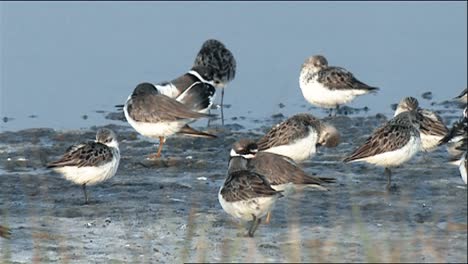 playeritos semipalmeados (calidris pusilla) en acicalamiento en aguas poco profundas 2013