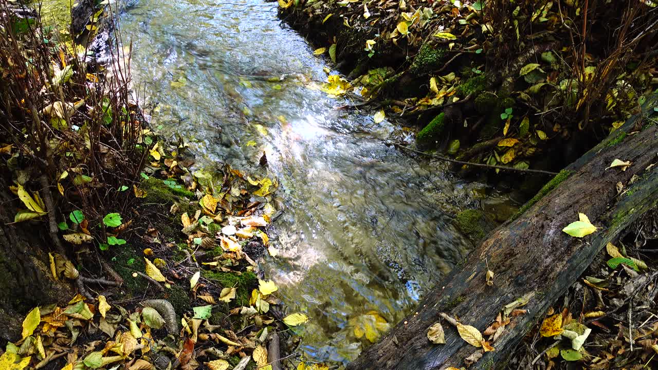 Stream in the woods. Autumn forest