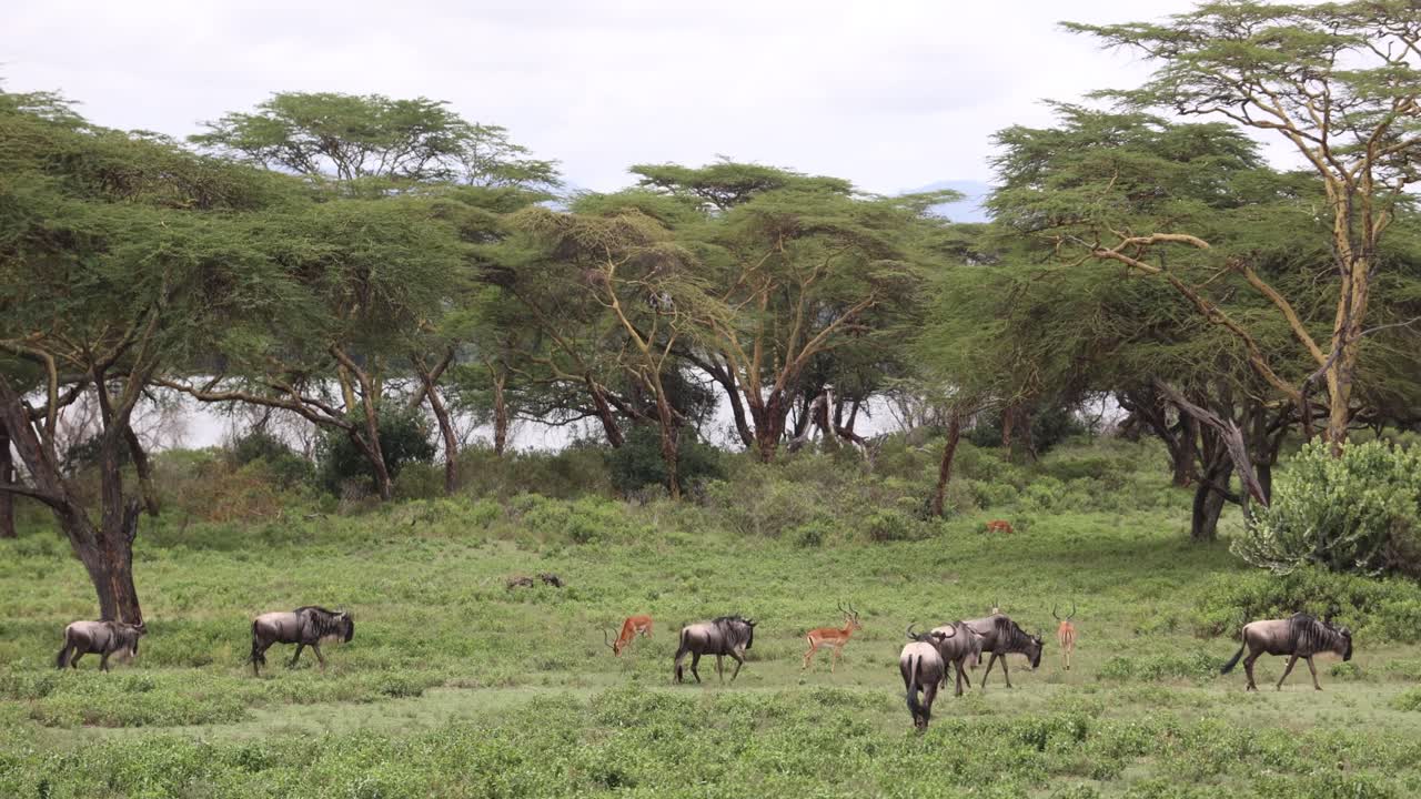 Gnu che pascolano nelle verdi pianure sotto alte acacie a Crescent Island, Kenya, di giorno