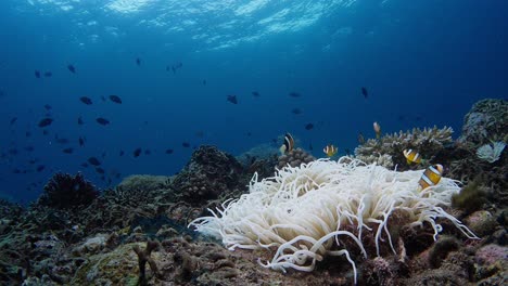 wide shot of bleached white anemone from warm water caused by climate change