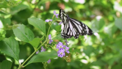blue tiger butterfly on leaf with natural green background video
