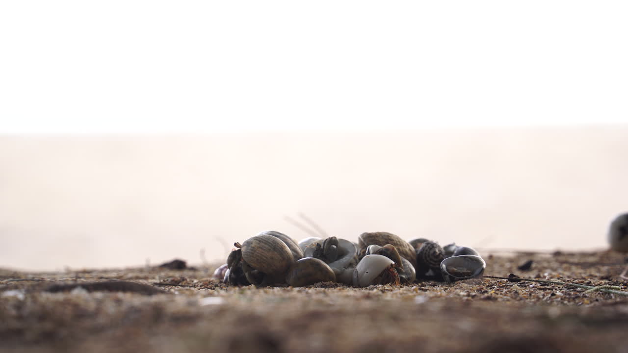 해가 지면 해변의 모래 어리에서 기어나오는 고향 크래브
