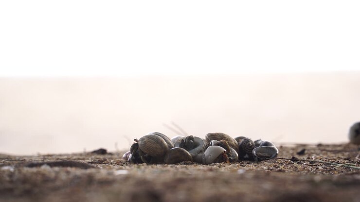 Hermit crabs crawling out of the pile in beach sand at sunset