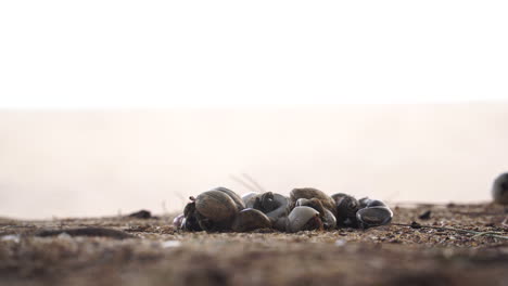 hermit crabs crawling out of the pile in beach sand at sunset