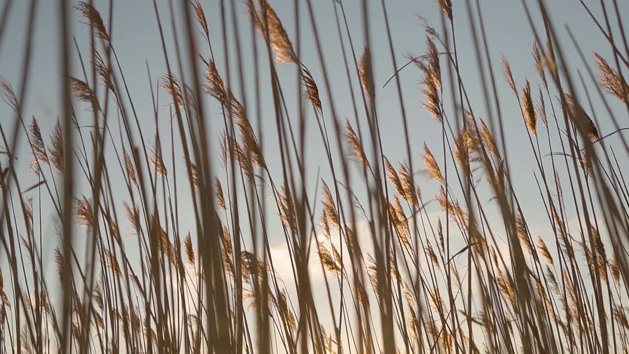 plantas de caña que soplan en el viento al atardecer cerca de un cuerpo de agua