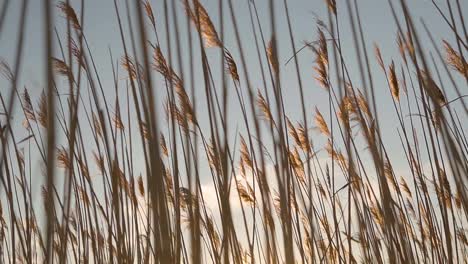 Schilfpflanzen,-Die-Bei-Sonnenuntergang-In-Der-Nähe-Eines-Gewässers-Im-Wind-Wehen