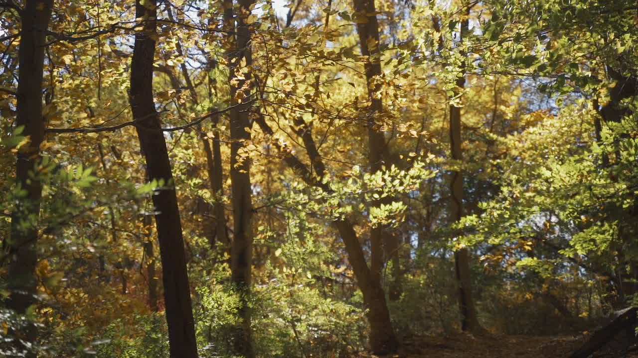 Brezza autunnale ventosa soffia foglie colorate lungo un sentiero boscoso al rallentatore