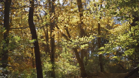 Windy-fall-breeze-blows-colorful-leaves-through-wooded-trail-in-slow-motion