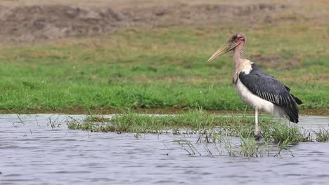 Ein-Großer-Ausgewachsener-Marabu-Storch-Steht-Bedrohlich-Im-Seichten-Wasser