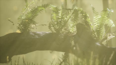 horizontally-bending-tree-trunk-with-ferns-growing,-and-sunlight-shining