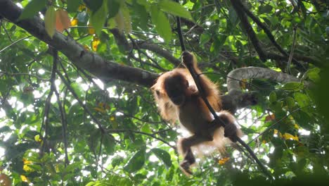 wild orangutan baby climbing by himself in bukit lawang, sumatra, indonesia