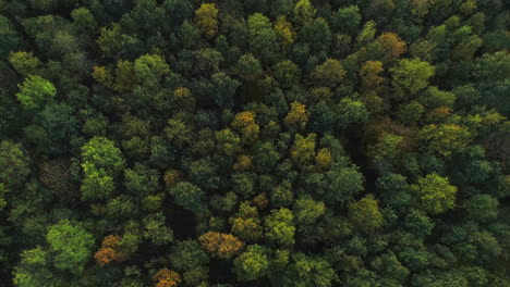 AERIAL:-Camera-tilts-up-from-a-topshot-overhead-a-forest-in-the-fall