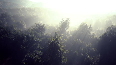 aerial view drone shot of mountain tropical rainforest