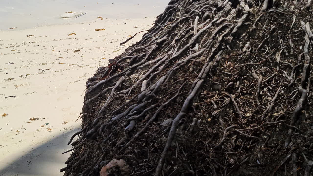 해변 과 푸른 바물 위 에 구부러진  나무