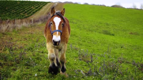 a danish jutland draft horse on a field walking towards the camera in slow motion