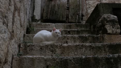 Weiße-Katze-Liegt-Auf-Rustikalen-Steinstufen-Vor-Einer-Alten-Holztür-In-Der-Altstadt