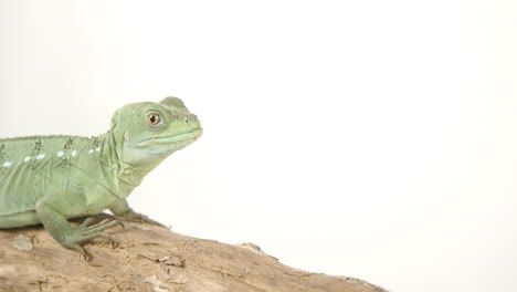 Basilisk-on-white-with-negative-space-looking-up-at-camera