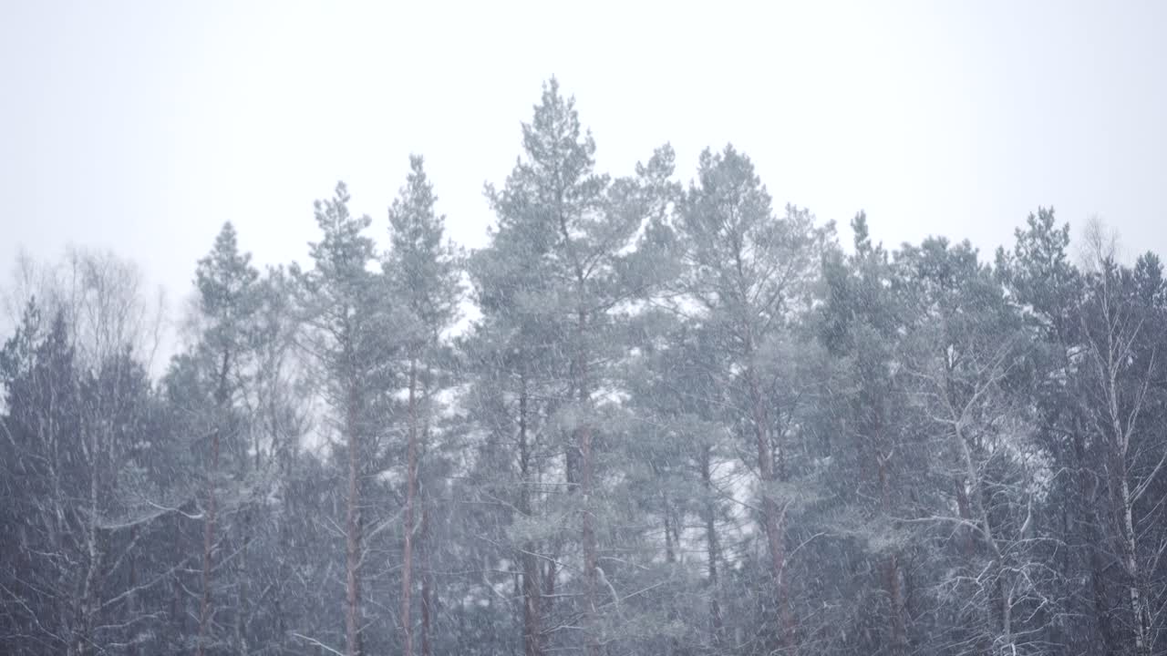 Snefald med skov i baggrunden.