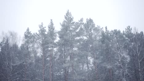 snow falling on forest background