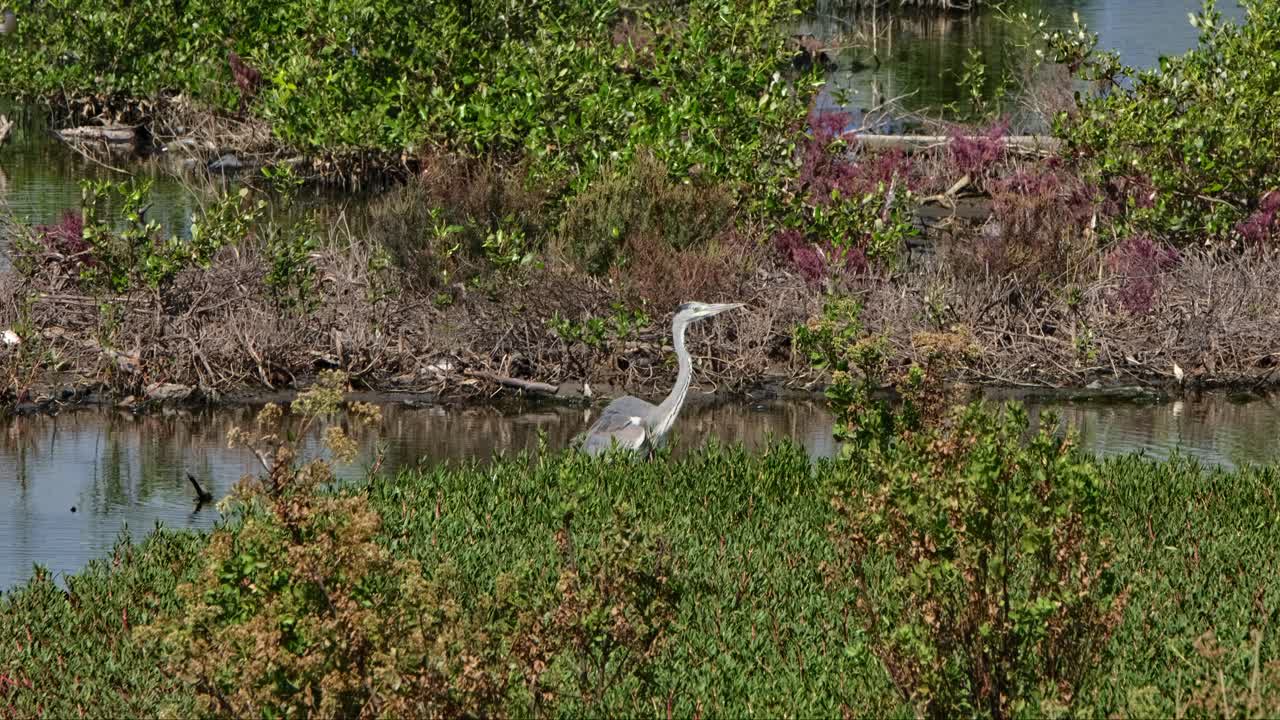 visto moviéndose hacia la derecha durante un día muy caluroso, garza gris ardea cinerea, tailandia