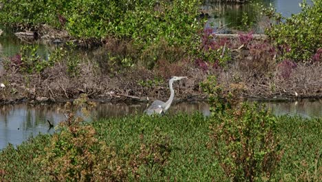 Visto-Moviéndose-Hacia-La-Derecha-Durante-Un-Día-Muy-Caluroso,-Garza-Real-Ardea-Cinerea,-Tailandia