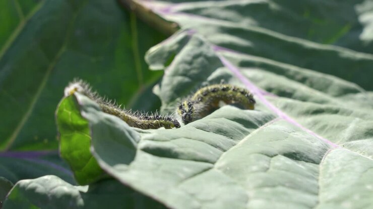 Caterpillars on Cabbage Leaf
