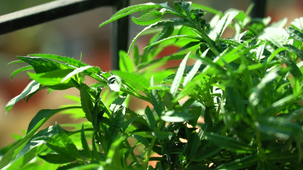 hermosa planta de flores de caléndula con hojas verdes en la mañana, cierre de hojas de plantas de flores de genda, india