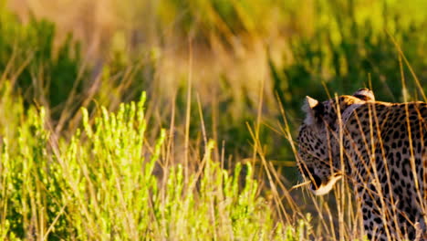 leopard in african grasslands