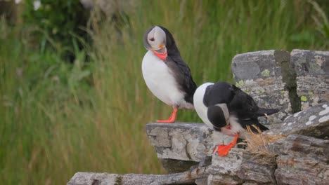 atlantic puffin (fratercula arctica), on the rock on the island of runde (norway).