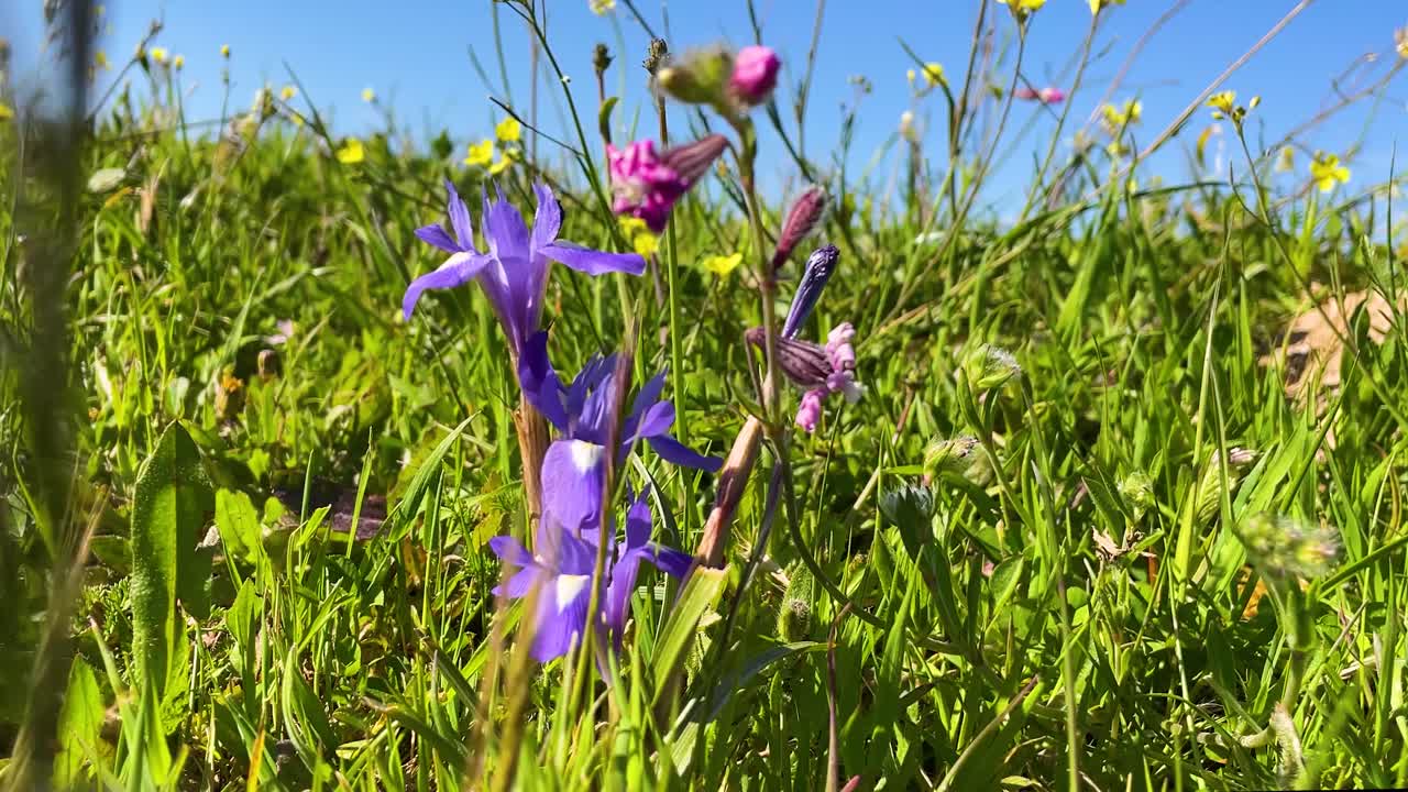 Close-up shot of a wild violet iris blooming in its natural habitat, smaller than cultivated types, with a touch of white, surrounded by wildflowers and set against a blue sky backdrop.