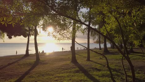 Un-Disparo-Alrededor-De-Un-árbol-Joven-Cerca-De-Una-Playa-Al-Atardecer