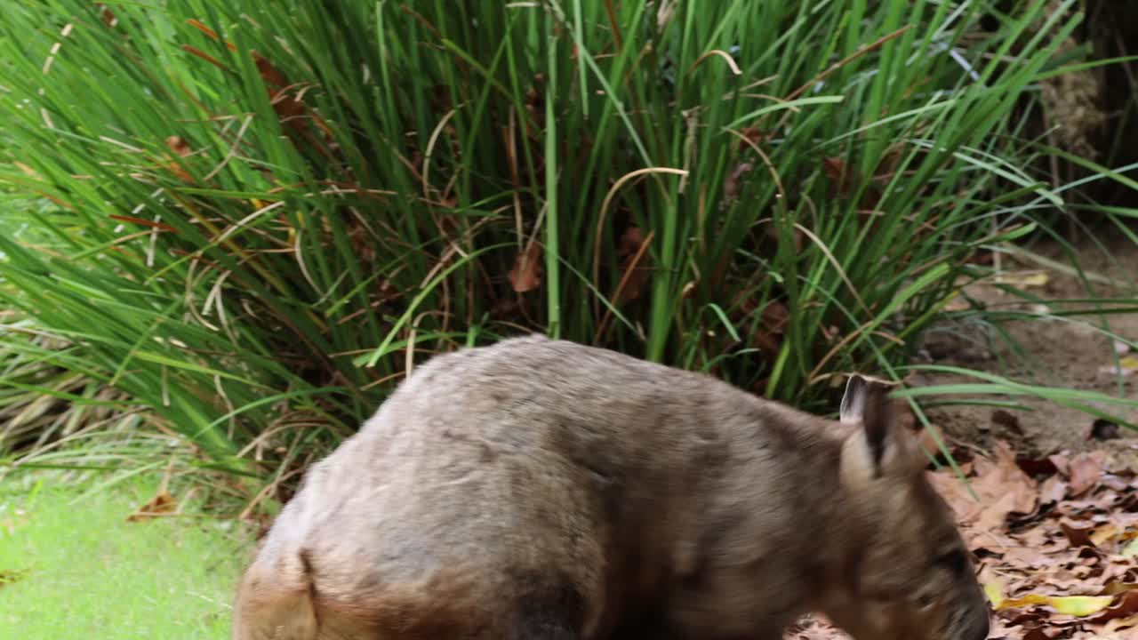 A wombat moves through a leaf-strewn area near a burrow entrance in a forest setting.