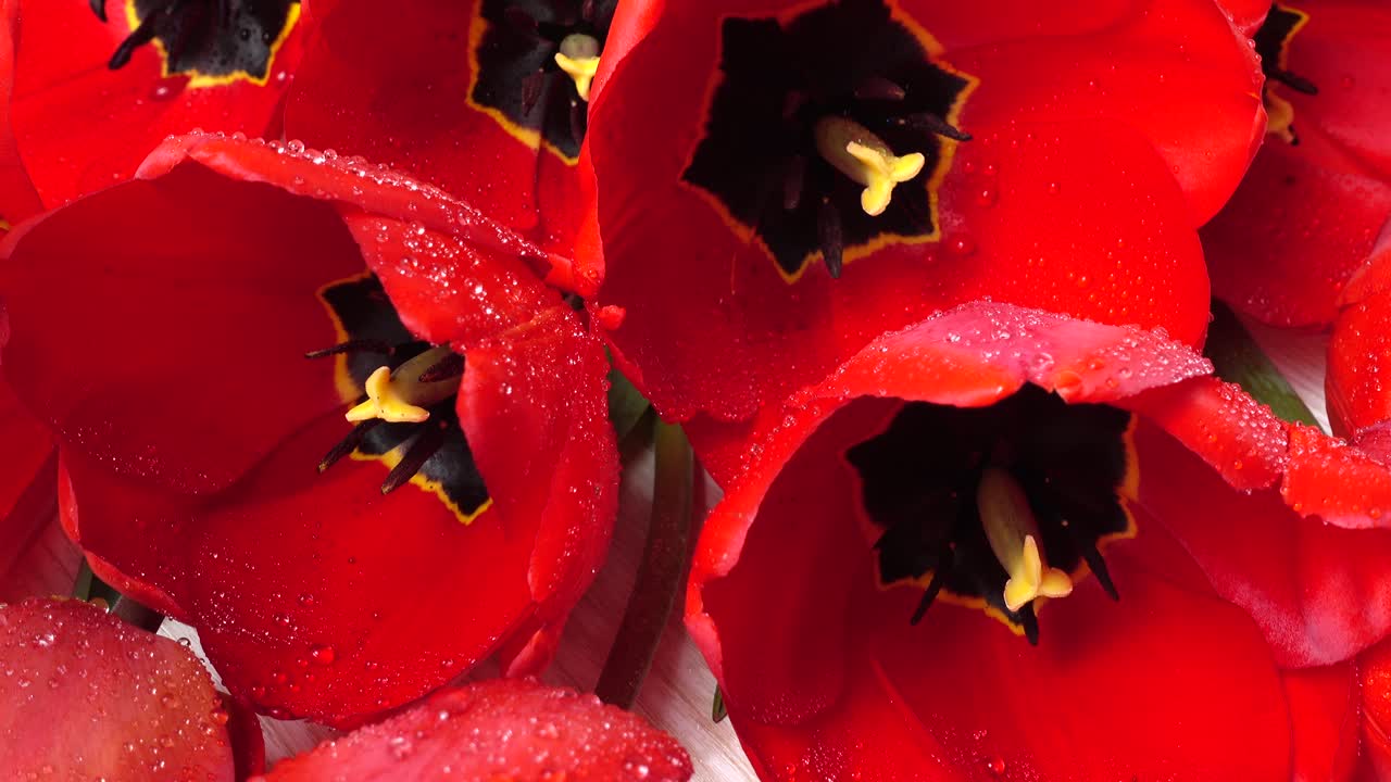 Riprese di tulipani in primo piano.