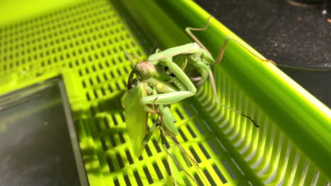 an european female praying mantis eats the male, her reproduction partner, to have some energy to lay